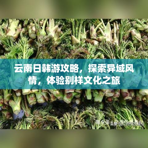 云南日韩游攻略,探索异域风情,体验别样文化之旅