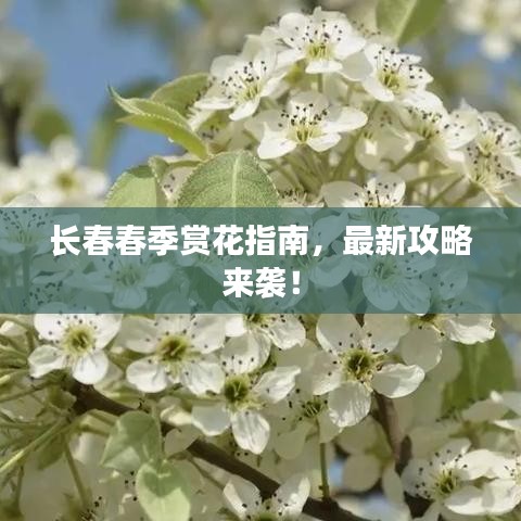 长春春季赏花指南，最新攻略来袭！