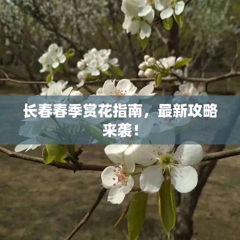 长春春季赏花指南,最新攻略来袭!