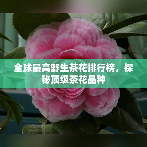 全球最高野生茶花排行榜,探秘顶级茶花品种