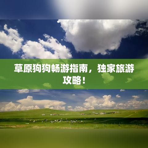 草原狗狗畅游指南,独家旅游攻略!