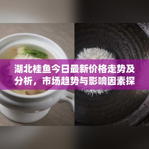 湖北桂鱼今日最新价格走势及分析,市场趋势与影响因素探讨