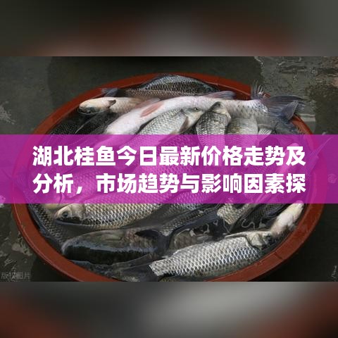 湖北桂鱼今日最新价格走势及分析,市场趋势与影响因素探讨