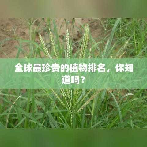 全球最珍贵的植物排名,你知道吗?