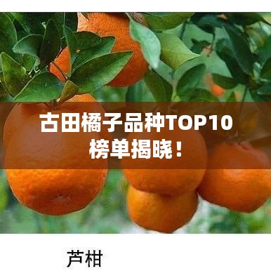 尽善尽美 第3页