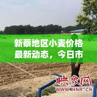 新蔡地区小麦价格最新动态,今日市场走势分析与价格更新