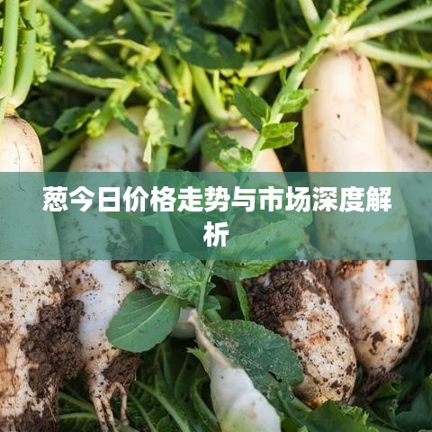 葱今日价格走势与市场深度解析