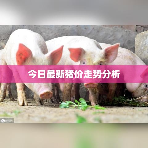 今日最新猪价走势分析