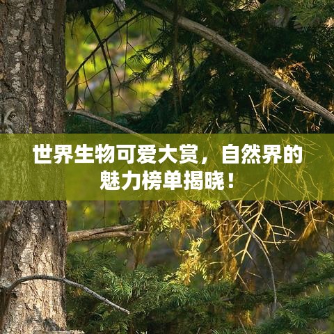 世界生物可爱大赏,自然界的魅力榜单揭晓!