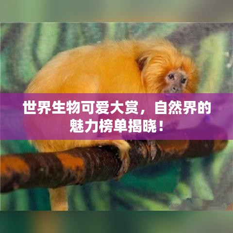 世界生物可爱大赏,自然界的魅力榜单揭晓!