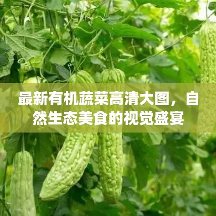 最新有机蔬菜高清大图,自然生态美食的视觉盛宴