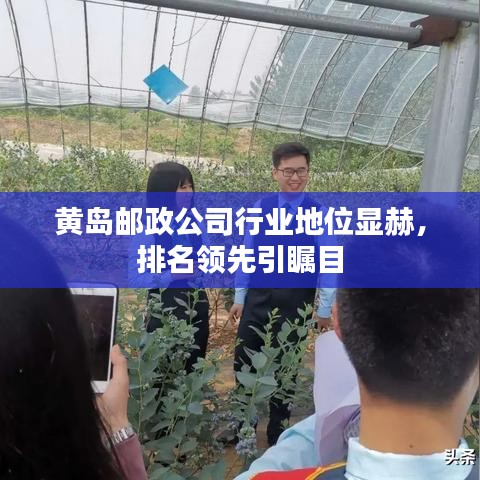 黄岛邮政公司行业地位显赫，排名领先引瞩目