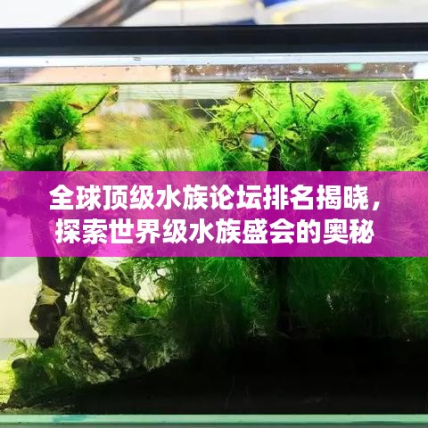 全球顶级水族论坛排名揭晓,探索世界级水族盛会的奥秘
