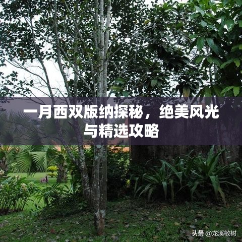 一月西双版纳探秘，绝美风光与精选攻略