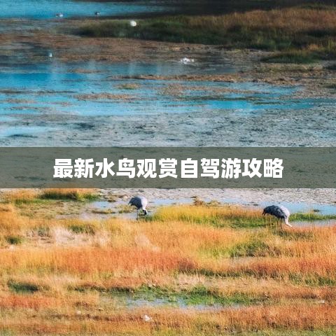 最新水鸟观赏自驾游攻略