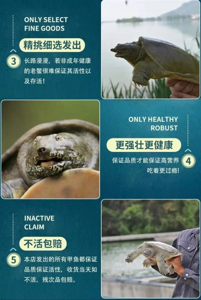 甲鱼版本,灵活性策略设计-精英版_v2.645