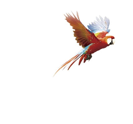 飞鸟乐园官方下载必备软件/插件/素材网站合集