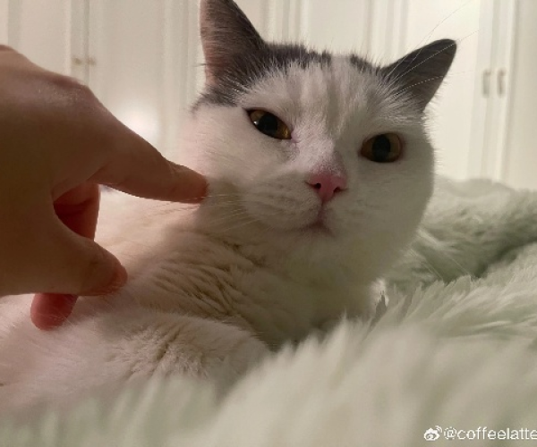 微博如何切换版本同猫咪官方下载,创新解析方案&1440p1_v8.239